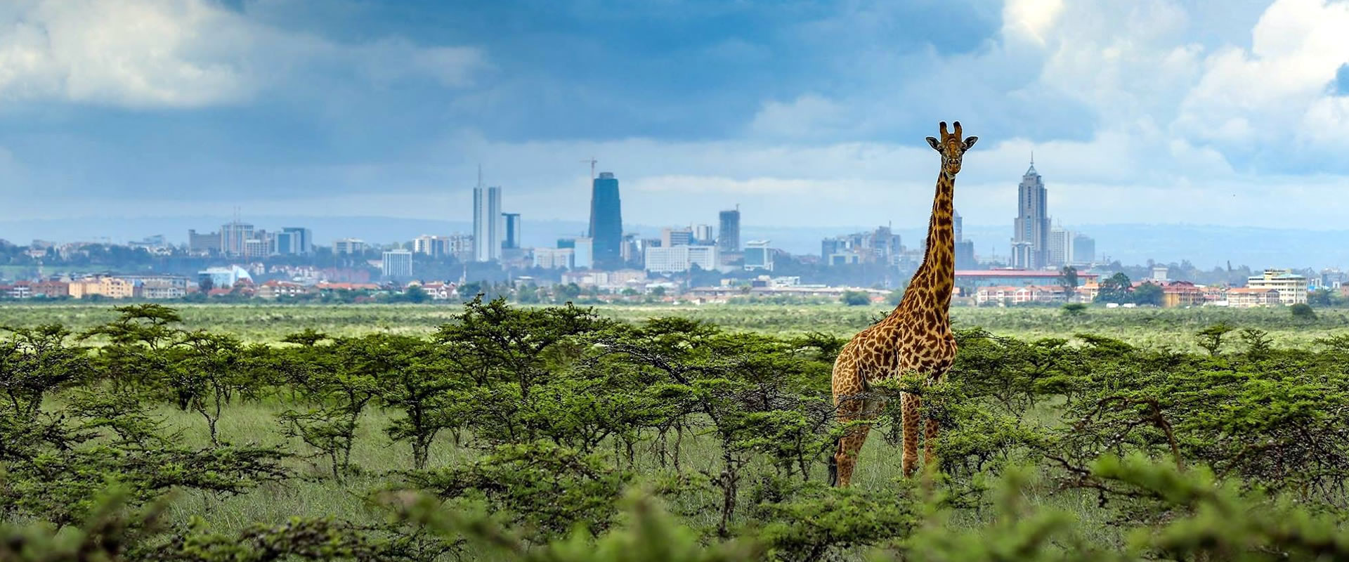 Африканская столица 7. Национальный парк Найроби. Национальный парк Найроби Кения. Небоскреб Жираф. Обои Найроби.